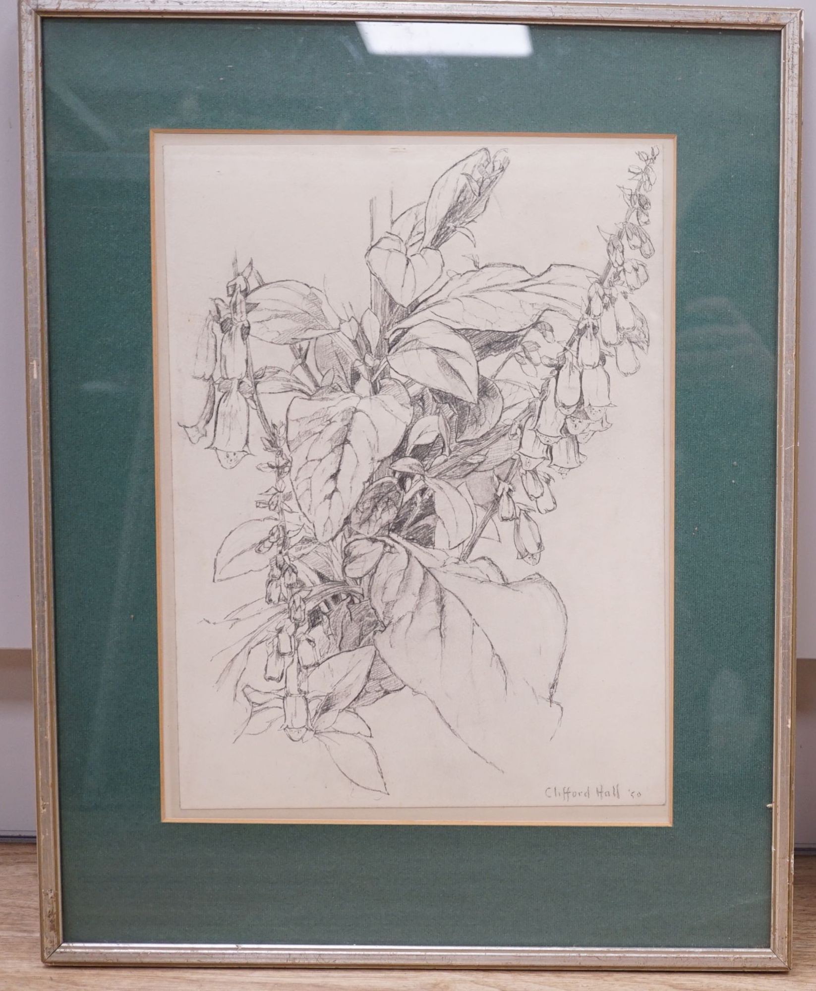 Clifford Hall (1904-1973), pencil on paper, Study of foxgloves, signed and dated '50, 37 x 28cm